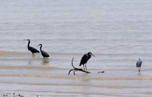 Natuur in Gambia - Kinderen Van Lamin