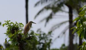 Natuur in Gambia - Kinderen Van Lamin