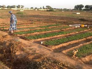 Tuinbouwproject - Kinderen Van Lamin